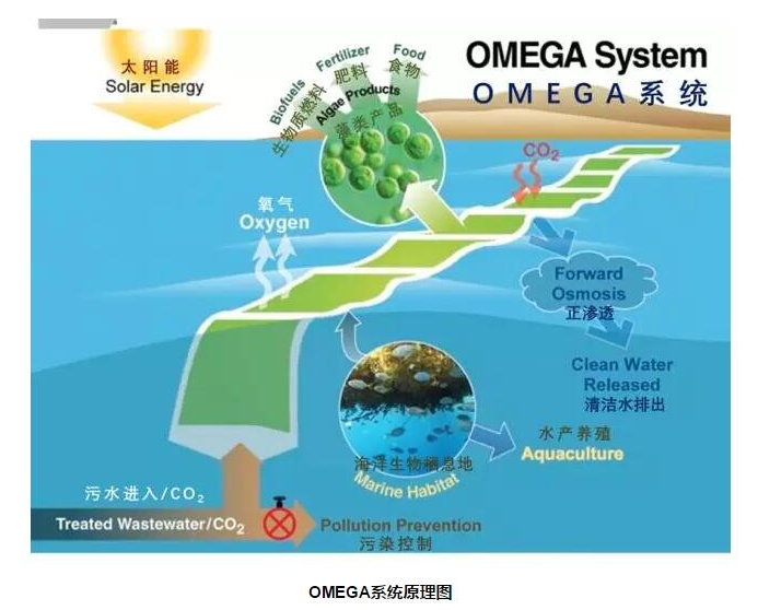 污水處理黑科技海上微藻(Microalgae)生長膜裝置